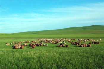 呼伦贝尔,草原之珠的魅力探秘与发现之旅